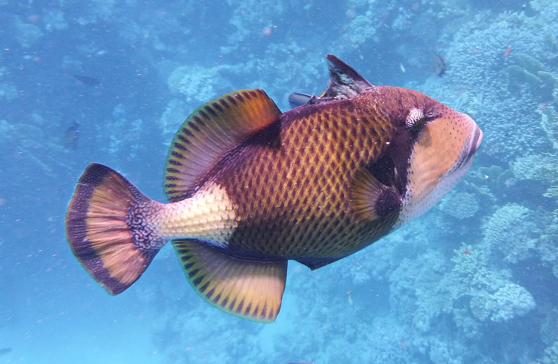 Marsa Alam : le sud, plus sauvage