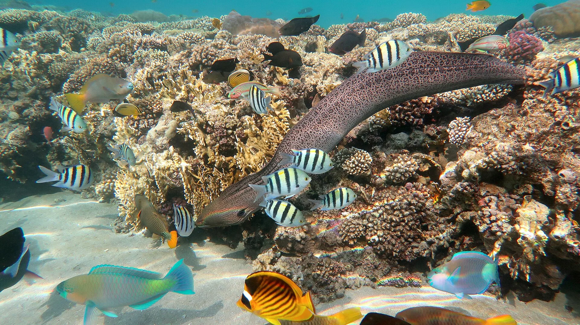 Murène dans un récif de corail en mer Rouge